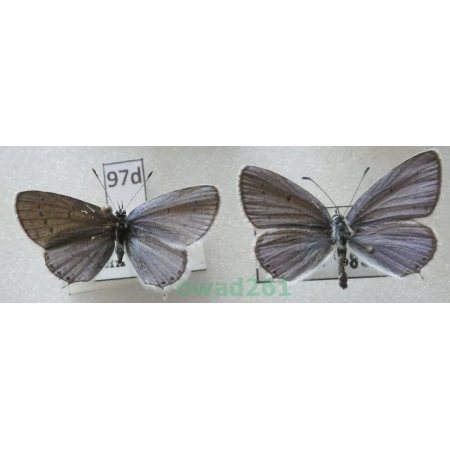 Cupido decolorata (Staudinger, 1886) 2xmale Slovakia97d
